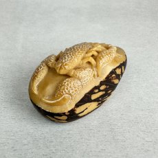 画像3: 置根付　象牙椰子（タグアナッツ）蠍　サソリ (3)